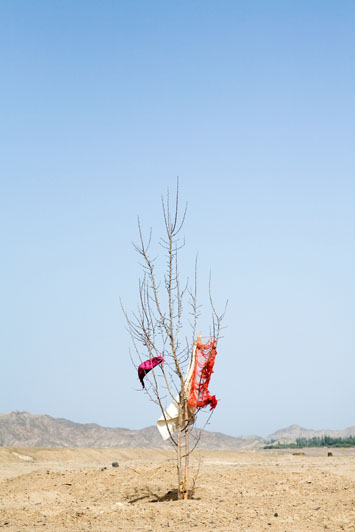 Burning Branches, 2009